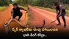 King Cobra Highly Viewed Video: స్నేక్‌ క్యాచర్‌ను చుచ్చు పోయించిన భారీ కింగ్ కోబ్రా.. వీడియో చూసి షాక్‌ అవ్వకండి..