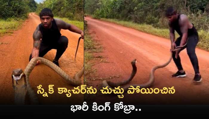 King Cobra Highly Viewed Video: స్నేక్‌ క్యాచర్‌ను చుచ్చు పోయించిన భారీ కింగ్ కోబ్రా.. వీడియో చూసి షాక్‌ అవ్వకండి..