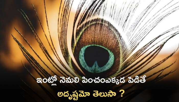 Peacock Feather Benefits: ఇంట్లో నెమలి పించం ఎక్కడ పెడితే అదృష్టమో మీకు తెలుసా ?