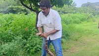 Python Viral: ఏసీబీ ఆఫీస్‌లో భారీ కొండచిలువ హల్‌చల్‌.. బెంబేలెత్తి పడిపోయిన సిబ్బంది