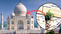 Taj Mahal: మొన్న నీరు లీకేజీ, నేడు పిచ్చిమొక్కలు.. ప్రమాదపుటంచున తాజ్ మహల్