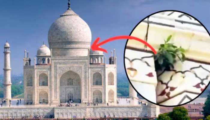 Taj Mahal: మొన్న నీరు లీకేజీ, నేడు పిచ్చిమొక్కలు.. ప్రమాదపుటంచున తాజ్ మహల్