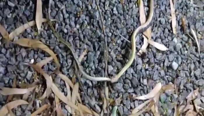 Kukri Snake Swallowed Common Krait Snake Here Viral Video Rv