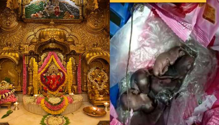 Siddhivinayak Mandir laddu Controversy: వినాయక.. ఇదేం ఘోరం.. లడ్డూ ప్రసాదంపై పిల్లలు పెట్టిన ఎలుకలు..