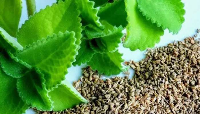 Ajwain Leaves: పిచ్చి ఆకులని పడేస్తున్నారా? ఈ ఆకులు చేసే మ్యాజిక్ తెలుస్తే అసలు వదిలిపెట్టరు..