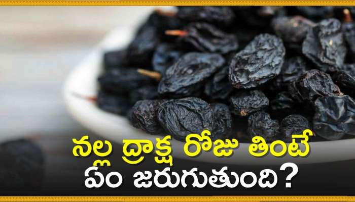 Black Raisins Facts: నల్ల ద్రాక్ష రోజు తింటే ఏం జరుగుతుంది? తప్పకుండా తెలుసుకోండి!