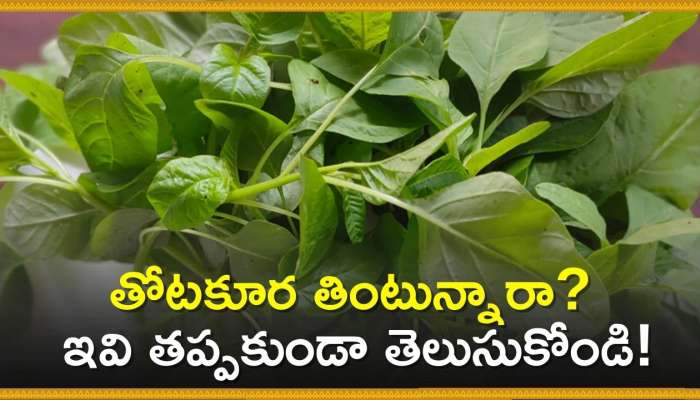 Thotakura Nutrition Facts: తోటకూర తింటున్నారా? ఇవి తప్పకుండా తెలుసుకోండి!