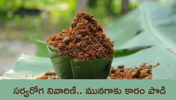 Munagaku Karam Podi: సర్వరోగ నివారిణి.. మునగాకు కారం పొడి ఎలా తయారు చేసుకోవాలంటే..