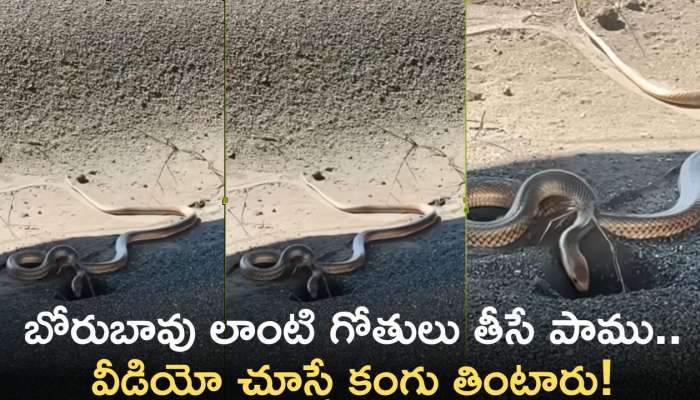 Huge Snake Viral Video: బోరుబావు లాంటి గోతులు తీసే పాములను చూశారా? ఈ వీడియో చూస్తే కంగు తింటారు!