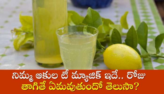 Lemon Leaf Tea Benefits: నిమ్మ ఆకుల టీ మ్యాజిక్ ఇదే.. రోజు తాగితే ఏమవుతుందో తెలుసా?