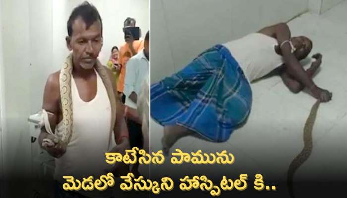 Snake Viral Video: ఇదెక్కడి మాస్ రా మావా.. కాటేసిన పామును మెడలో వేస్కుని హాస్పిటల్ కి.. వీడియో ఇదే..