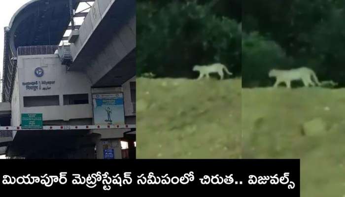 Cheetah in Miyapur: మియాపూర్‌ మెట్రో స్టేషన్‌ సమీపంలో చిరుత సంచారం.. సోషల్‌ మీడియాలో వీడియో వైరల్