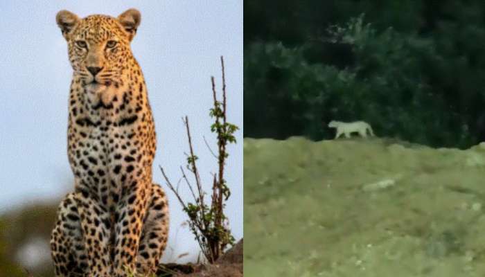 Leopard at Miyapur: మియాపూర్ చిరుత ఘటనలో బిగ్ ట్విస్ట్.. అసలు విషయం చెప్పేసిన ఫారెస్ట్ సిబ్బంది.. 