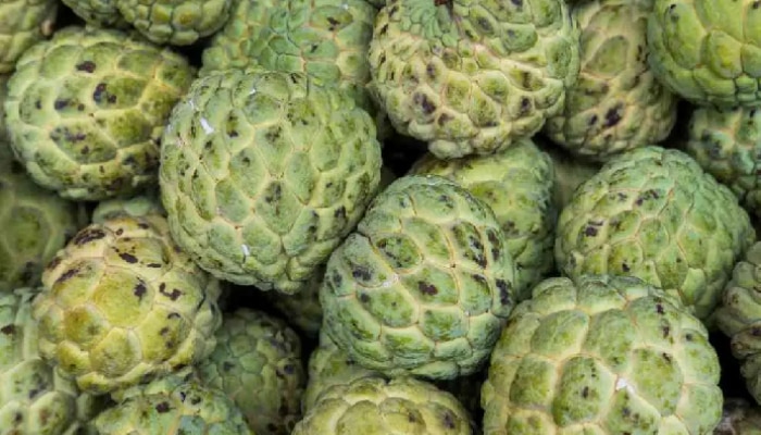  Custard Apple: డయాబెటిస్ రోగులు సీతాఫలాలు తినొచ్చా, తింటే ఏమౌతుంది