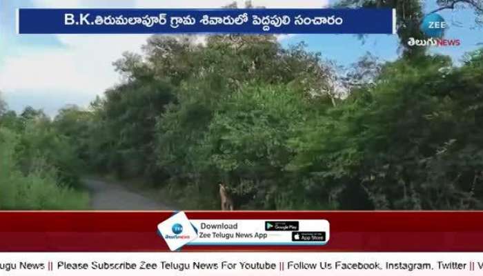 Tiger Spotted at Nagar Kurnool District visuals going viral rn