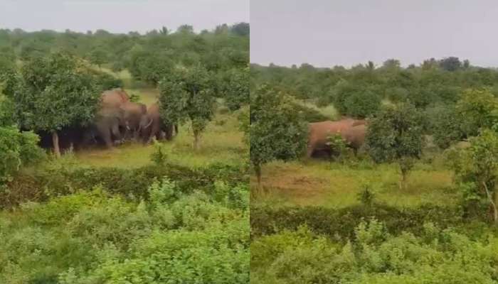 Elephants: తెలుగు రాష్ట్రాల్లో ఏనుగుల హల్‌చల్‌.. చిత్తూరు, ఆసిఫాబాద్‌లో మూకుమ్మడి దాడి