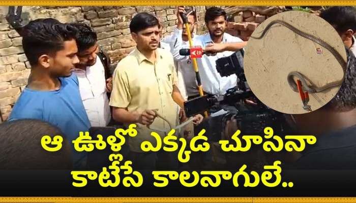 Snakes Video: ఆ ఊళ్లో ఎక్కడ చూసినా కాటేసే కాలనాగులే.. వన్య ప్రాణి అధికారులే షాక్‌ అవుతున్నారు! వీడియో ఇదే..