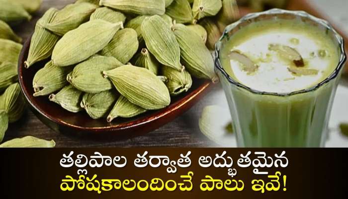 Elaichi Milk Benefits: తల్లిపాల తర్వాత అద్భుతమైన పోషకాలందించే పాలు ఇవే!