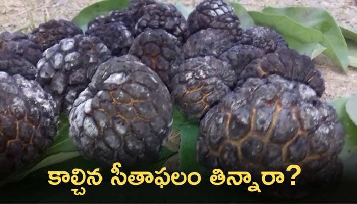 Roasted Custard Apple: కాల్చిన సీతాఫలం తిన్నారా? దీని వల్ల ఎన్ని లాభాలో తెలుసా..? 