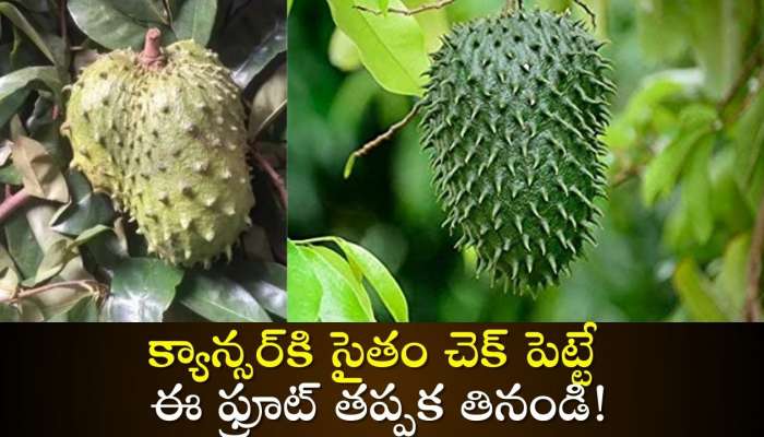 Ramphal Benefits: క్యాన్సర్‌కి సైతం చెక్‌ పెట్టే ఈ ఫ్రూట్‌ తప్పక తినండి!