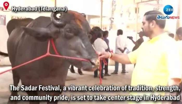 Hyderabad Sadar Fest: Grand Sadar Fest Host Mighty Murrah Bulls