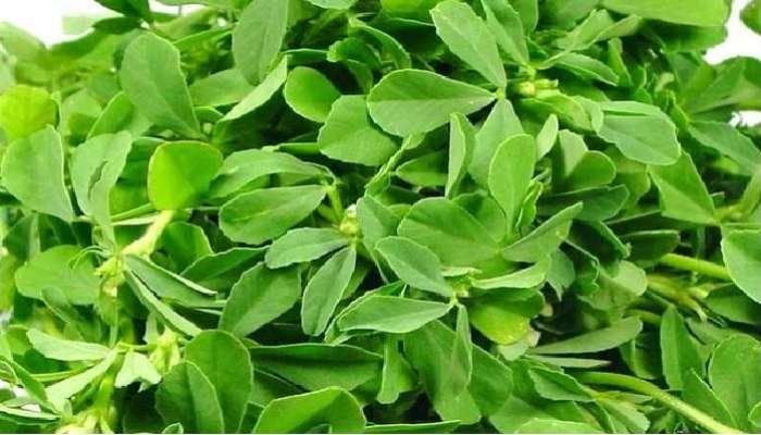 Fenugreek Leaves: మెంతికూర వారంలో రెండు సార్లు తింటే ఏమౌతుందో తెలుసా