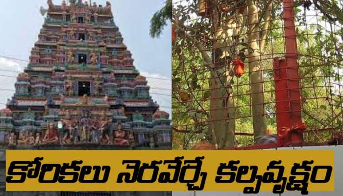 Sri Dutta Kshetram: అక్కడ ప్రదక్షిణ చేస్తే చాలు.. ఎంతటి కోరికలైనా నెరవేర్చే కల్పవృక్షం 