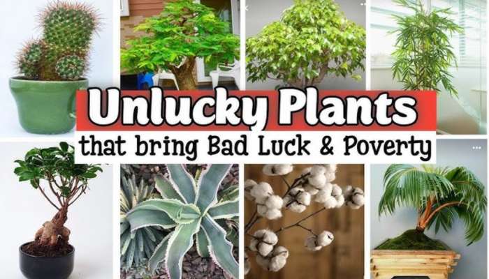 Unlucky Plants: ఇంట్లో ఇలాంటి  మొక్కలు పెంచి ఇక్కట్లు తెచ్చుకోవొద్దు..!