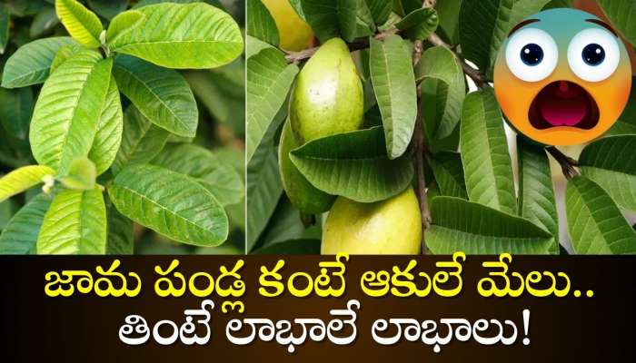 Guava Leaves Benefits: జామ పండ్ల కంటే ఆకులే మేలు.. తింటే లాభాలే లాభాలు!