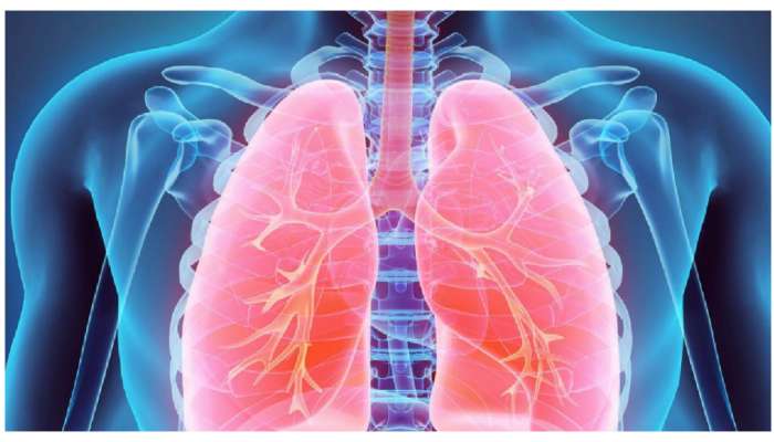 Healthy Lungs: ఊపిరితిత్తులకు హాయినిచ్చే 5 ఆహారాలు .. ఆస్తమా రోగులకు వరం, బ్రాంకైటీస్‌కు దివ్యౌషధం..