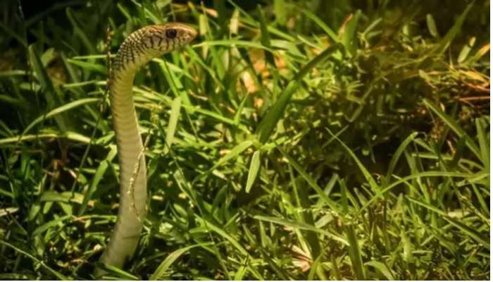 Plants and Snakes: మీ ఇంట్లో ఈ మొక్కలుంటే ఎంత దూరంలో ఉన్నా పాములు చొరబడతాయి జాగ్రత్త