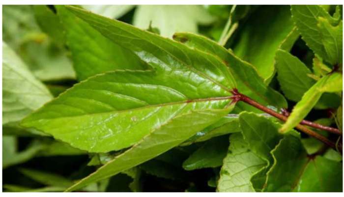 Gongura: పుల్లని గోంగూరలో పుష్కలమైన ఖనిజాలు.. ఆరోగ్య ప్రయోజనాలు మెండు..