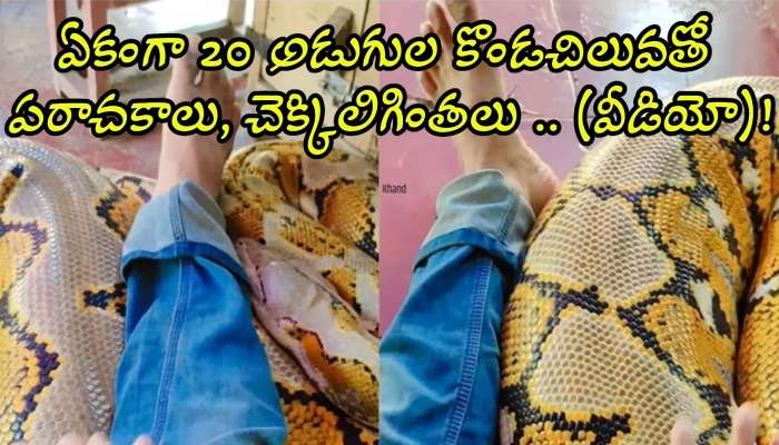 Scary Python Video: ఏం గుండె రా నాయనా నీది.. ఏకంగా 20 అడుగుల కొండచిలువతో పరాచకాలు, చెక్కిలిగింతలు .. (వీడియో)!