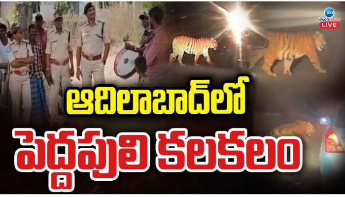 Tiger in Adilabad: ఆదిలాబాద్ లో పెద్దపులి కలకలం.. 