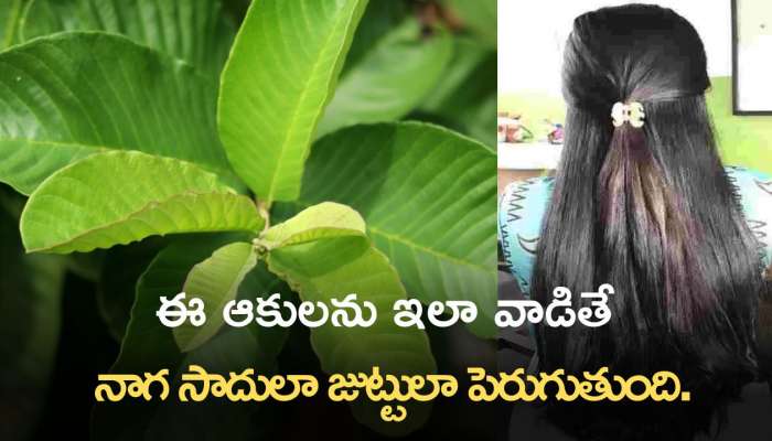 Guava Leaves: ఈ ఆకులను ఇలా వాడితే జుట్టు ఒత్తుగా.. నాగ సాదులా జుట్టులా పెరుగుతుంది.!