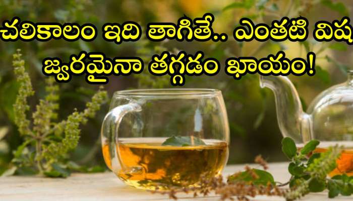 Tulsi Leaves: చలికాలం ఇది తాగితే.. ఎంతటి విష జ్వరమైనా తగ్గడం ఖాయం!