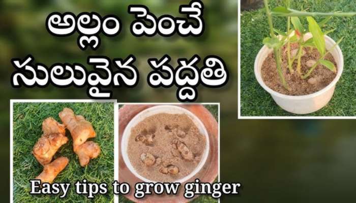 Ginger Plant: అల్లం మొక్కని ఇంట్లో సింపుల్‍గా పెంచుకునే పద్ధతి, టిప్స్