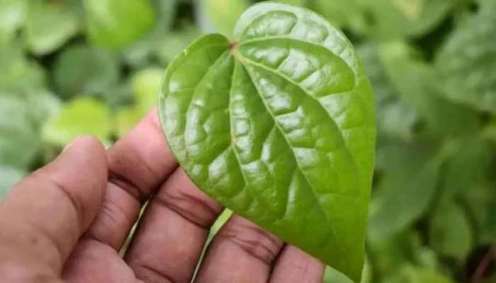 Betel Leaves: తమలపాకు ఇలా తింటే ఎన్ని లాభాలో తెలుసా..? 