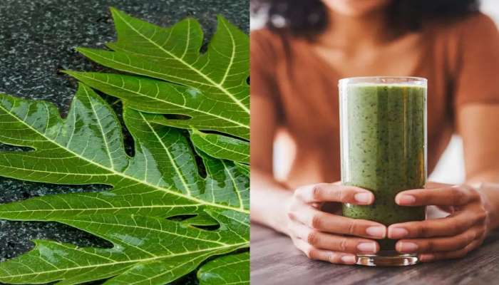 Papaya Leaf: బొప్పాయి ఆకుల రసం తాగితే కలిగే లాభాలు తెలిస్తే షాక్‌ అవుతారు..!