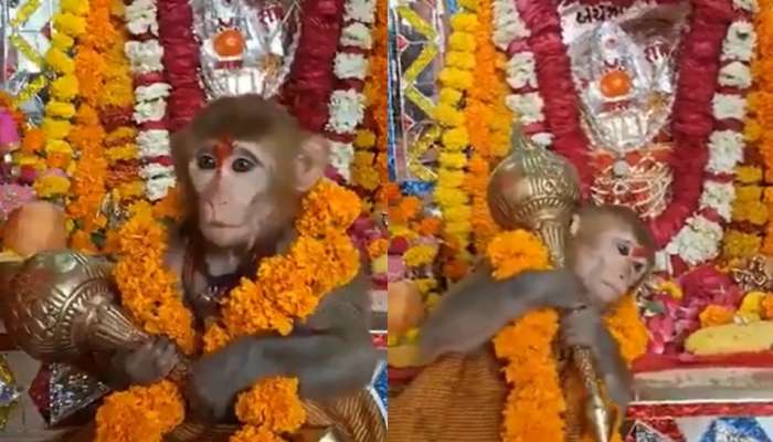 Viral Video: హనుమంతుడి ఆలయంలో గదతో వానరం.. ఆనందంతో పొంగిపోతున్న భక్తులు.. వీడియో ఇదిగో..