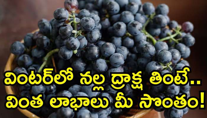 Black Grapes Benefits: వింటర్‌లో నల్ల ద్రాక్ష తింటే.. వింత లాభాలు మీ సొంతం! 