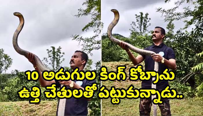 Big King Cobra Watch Video: వీడే అసలైన మగాడ్రా బామ్మర్ది.. 10 అడుగుల కింగ్ కోబ్రాను ఉత్తి చేతులతో పట్టుకున్నాడు.. వీడియో చూశారా?