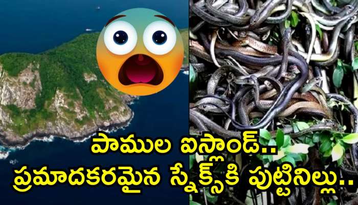 Snake Island: పాముల ఐస్లాండ్.. ప్రమాదకరమైన స్నేక్స్‌కి పుట్టినిల్లు.. ఈ దీవిపై వెళ్లే పక్షులకు కూడా ప్రమాదమే!