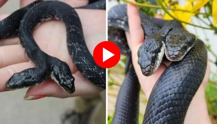 Rare Snake Viral Video: ఒక పాముకు రెండు తలలు.. ఇది చేసే పనులే వేరు.. వీడియో చూస్తే మీకే ఆర్థవముతుంది!