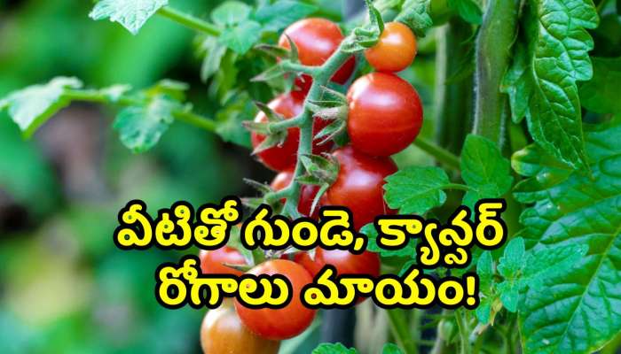 Cherry Tomatoes Benefits: ఇలాంటి టమాటోలు దొరికితే వదలకండి.. వీటితో గుండె, క్యాన్సర్‌ రోగాలు మాయం!