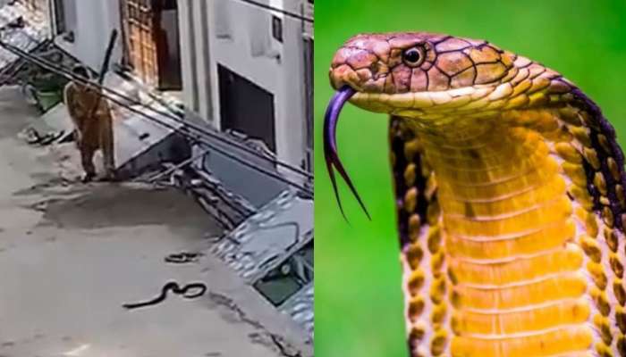 Aunty Vs Cobra: ఆంటీల అరుపులకు జడుసుకున్న కోబ్రా..!.. గేట్ దగ్గరే మూర్ఛపోయిందిగా.. ఫన్నీ వీడియో వైరల్..