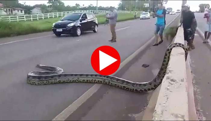 Anaconda Snake Video Viral | Zee News Telugu