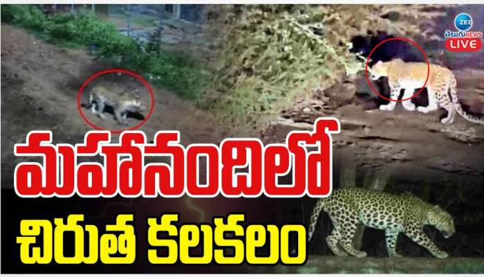 Cheetah in Mahanandi:మహానందిలో చిరుత కలకలం ..వీడియో వైరల్.. 