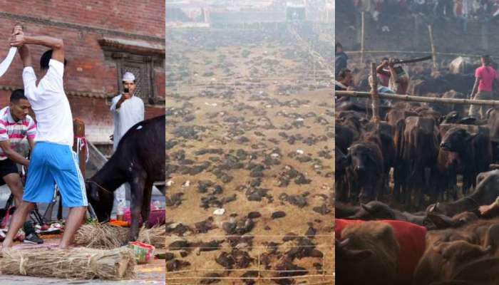 Gadhimai Festival 2024: అక్కడ లక్షలాది జంతువులు బలి.. ఈ రక్తపాత సంప్రదాయం గురించి తెలుసా?