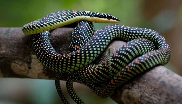 Rare Snake Video Watch: ఈ పాము చూడడానికి క్యూటే కానీ.. ఒకే కాటుతో చంపేస్తుంది.. వీడియో చూస్తారా?